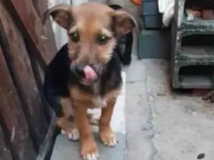 Cachorro raça SRD idade 2 a 6 meses nome Luke