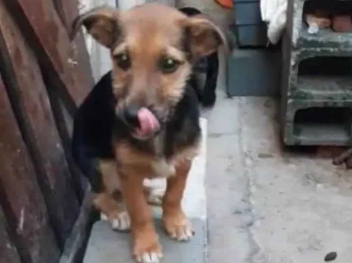 Cachorro ra a SRD idade 2 a 6 meses nome Luke