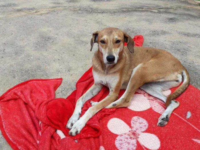 Cachorro ra a SRD idade 4 anos nome Lola