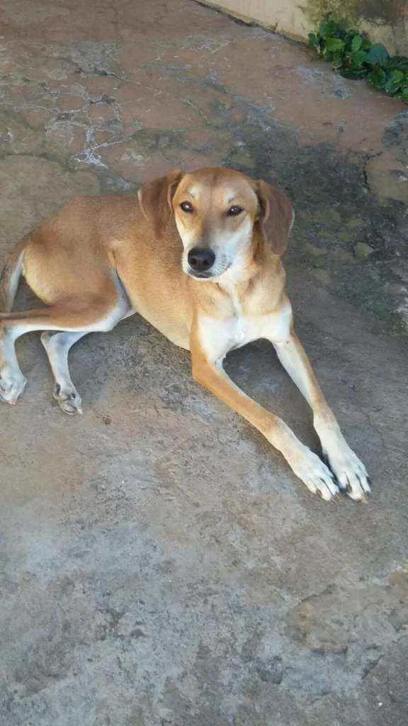 Cachorro ra a SRD idade 4 anos nome Lola