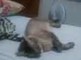 Rochinha