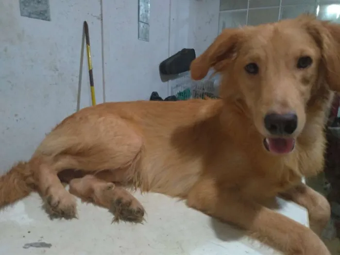 Cachorro ra a SRD idade 2 a 6 meses nome Brian