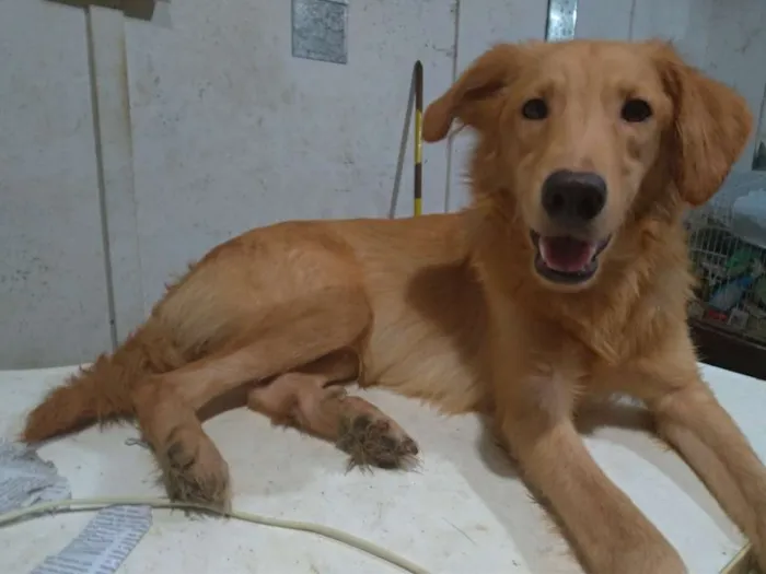 Cachorro ra a SRD idade 2 a 6 meses nome Brian