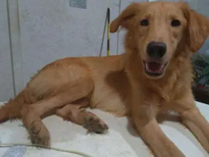 Cachorro raça SRD idade 2 a 6 meses nome Brian