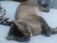 Rochinha