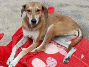Cachorro raça SRD idade 4 anos nome Lola