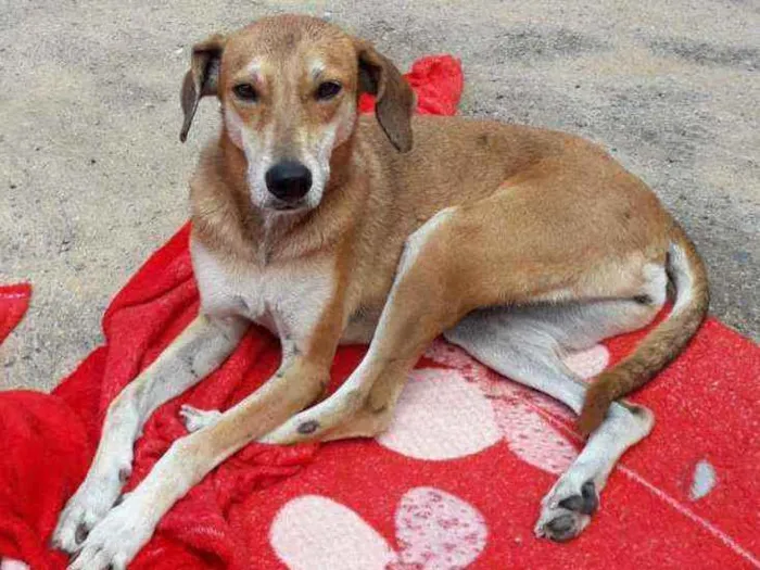 Cachorro ra a SRD idade 4 anos nome Lola