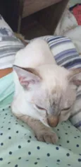 Nala(Provisório)
