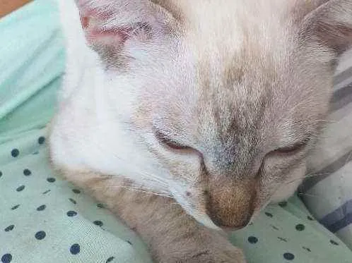 Gato ra a Sem raça definida idade 2 a 6 meses nome Nala(Provisório)