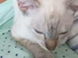 Nala(Provisório)
