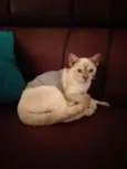 Nala(Provisório)