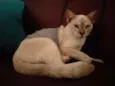 Nala(Provisório)