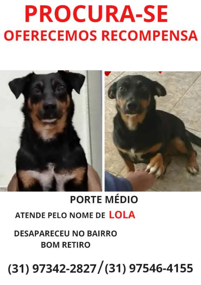 Cachorro raça Indefinido idade 4 anos nome Lola
