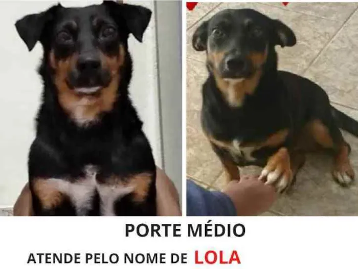 Cachorro raça Indefinido idade 4 anos nome Lola