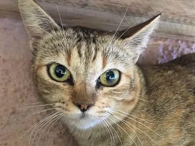 Gato ra a Srd idade 7 a 11 meses nome Nina