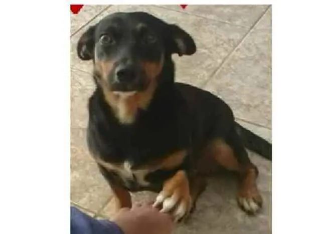 Cachorro raça Indefinido idade 4 anos nome Lola