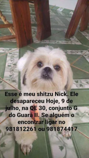 Cachorro raça Shitzu idade 3 anos nome NICK