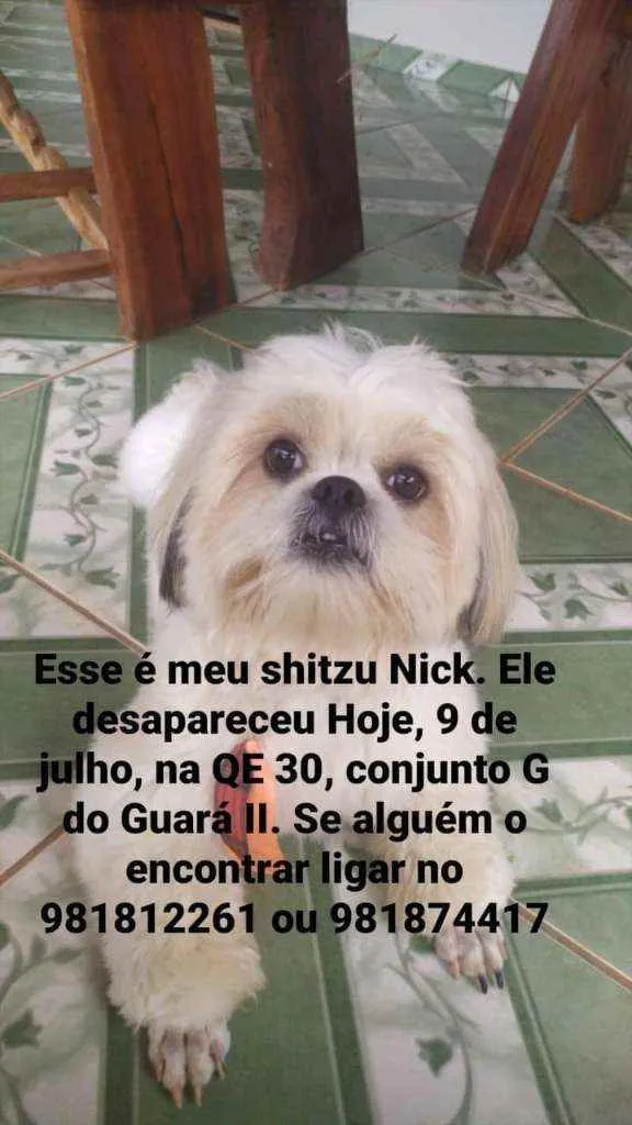 Cachorro ra a Shitzu idade 3 anos nome NICK