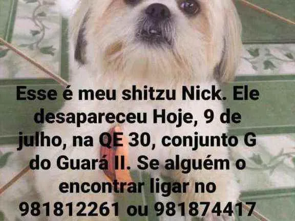 Cachorro ra a Shitzu idade 3 anos nome NICK