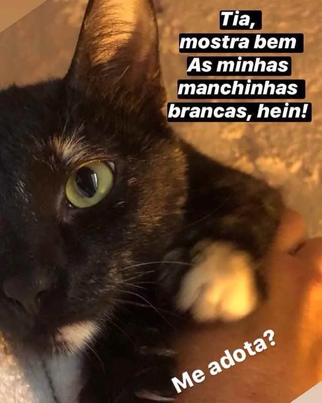 Gato ra a Srd idade 7 a 11 meses nome Zelia