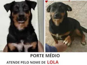 Cachorro raça Indefinido idade 4 anos nome Lola
