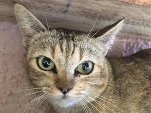 Gato raça Srd idade 7 a 11 meses nome Nina