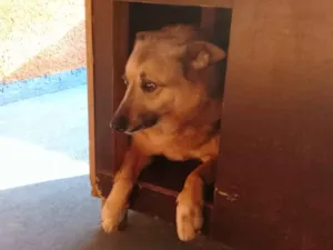Cachorro raça SRD idade 6 ou mais anos nome Laila 