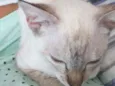 Nala(Provisório)