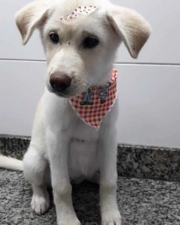 Cachorro raça Mestiça de Labrador com Akita idade 2 a 6 meses nome Bella