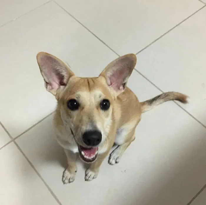 Cachorro ra a SRD-ViraLata idade 7 a 11 meses nome SEM NOME