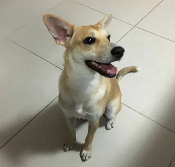 Cachorro ra a SRD-ViraLata idade 7 a 11 meses nome SEM NOME