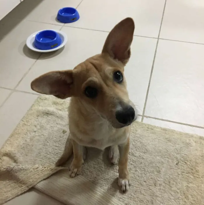 Cachorro ra a SRD-ViraLata idade 7 a 11 meses nome SEM NOME