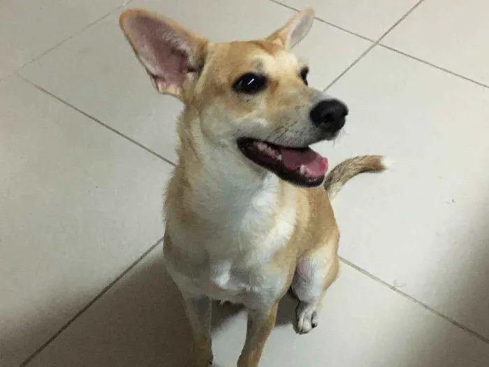 Cachorro ra a SRD-ViraLata idade 7 a 11 meses nome SEM NOME