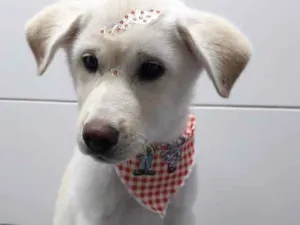 Cachorro raça Mestiça de Labrador com Akita idade 2 a 6 meses nome Bella