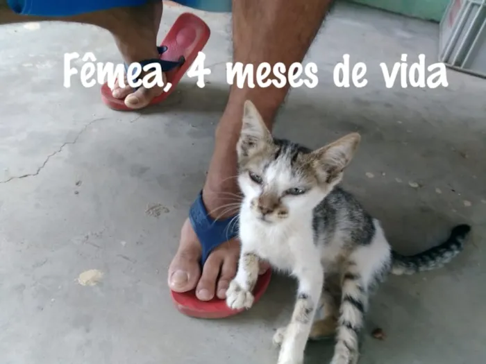 Gato raça  idade 2 a 6 meses nome Cinza, Marie....