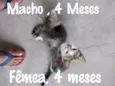 Cinza, Marie....
