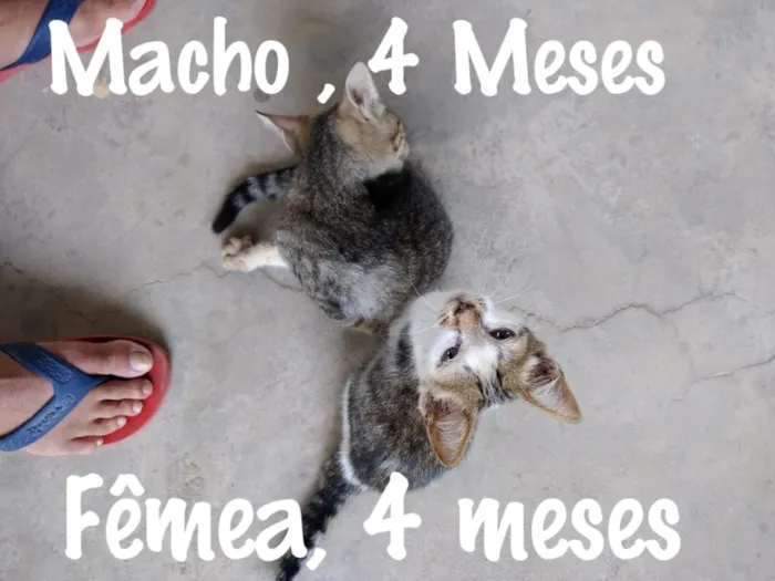Gato raça  idade 2 a 6 meses nome Cinza, Marie....
