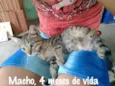 Cinza, Marie....