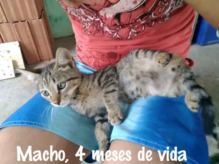 Gato raça  idade 2 a 6 meses nome Cinza, Marie....
