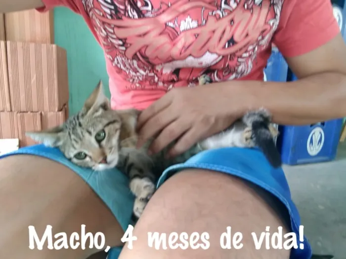 Gato raça  idade 2 a 6 meses nome Cinza, Marie....