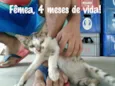 Cinza, Marie....