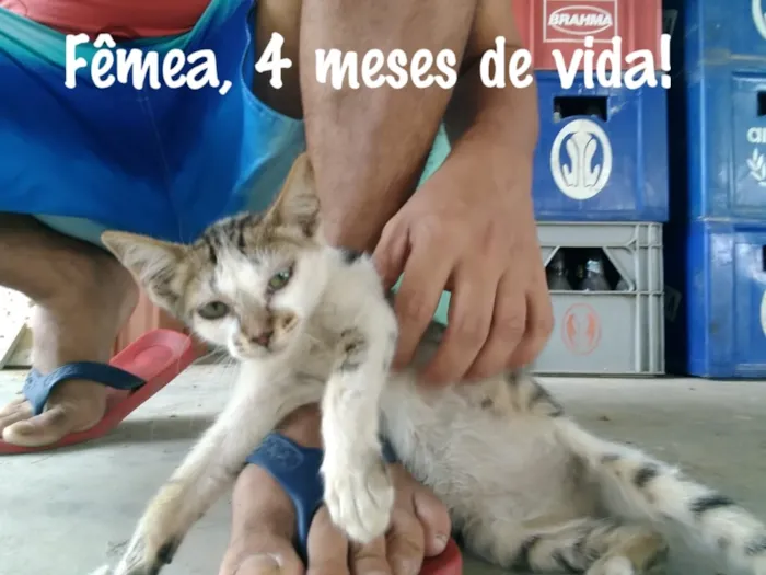 Gato raça  idade 2 a 6 meses nome Cinza, Marie....