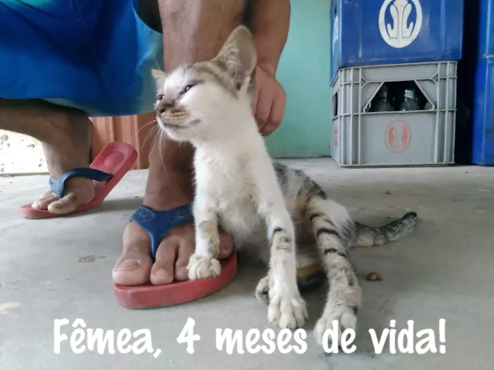 Gato raça  idade 2 a 6 meses nome Cinza, Marie....