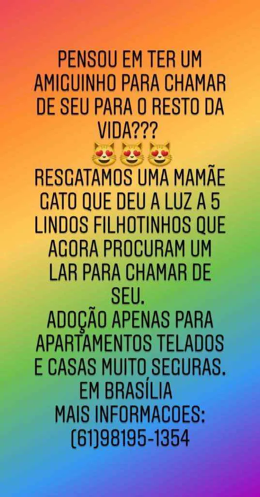 Gato ra a  idade 7 a 11 meses nome FILHOTES fofos