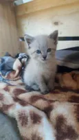 Mia