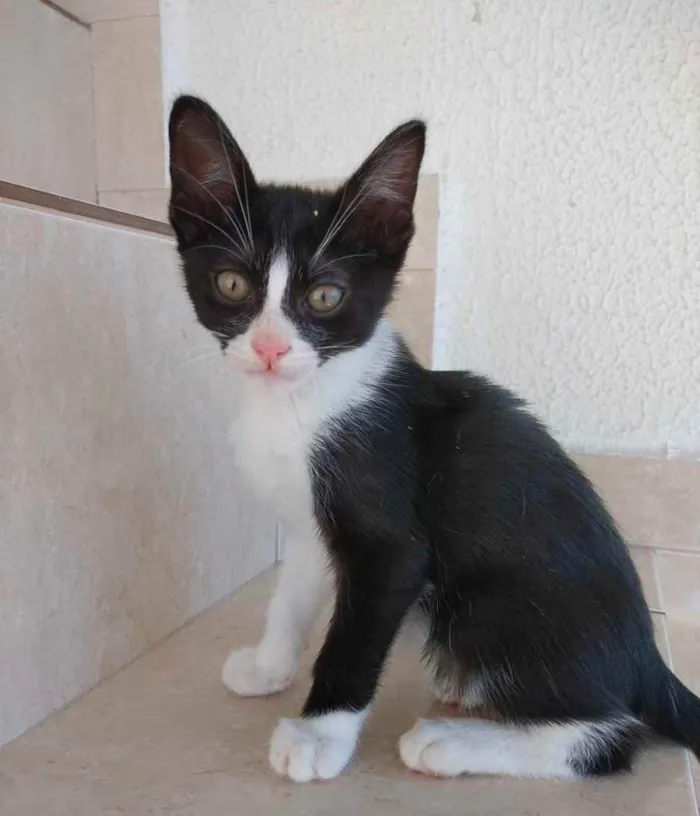 Gato ra a Srd frajola  idade 2 a 6 meses nome Bolinha bb lindo