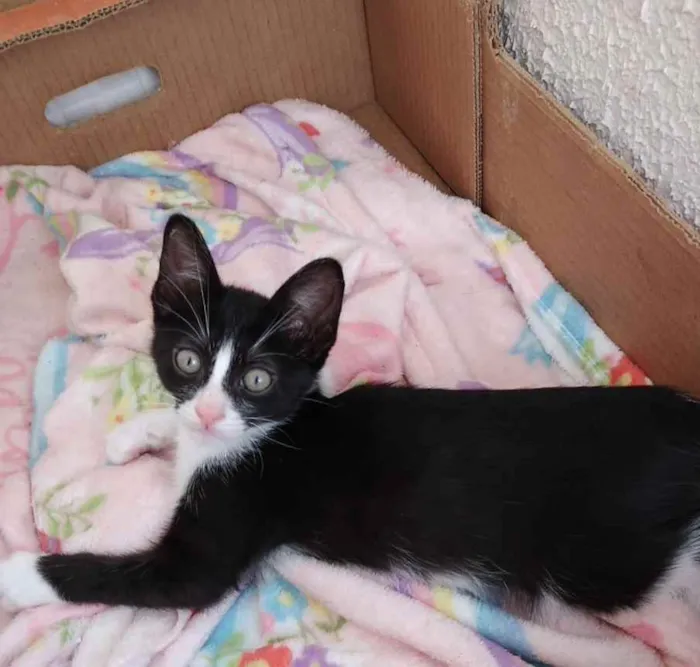Gato ra a Srd frajola  idade 2 a 6 meses nome Bolinha bb lindo