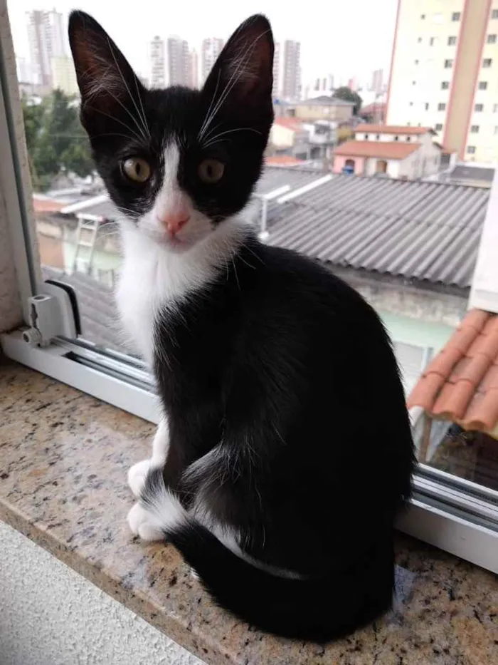 Gato ra a Srd frajola  idade 2 a 6 meses nome Bolinha bb lindo
