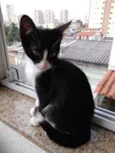 Bolinha bb lindo