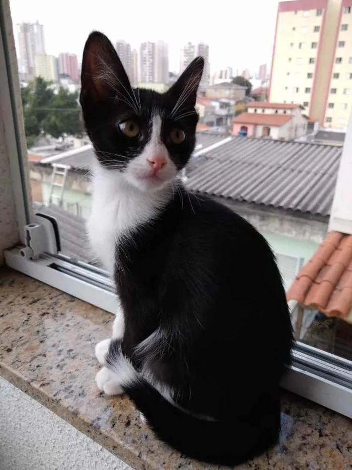 Gato ra a Srd frajola  idade 2 a 6 meses nome Bolinha bb lindo